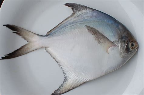 fish that are similar to pomfret